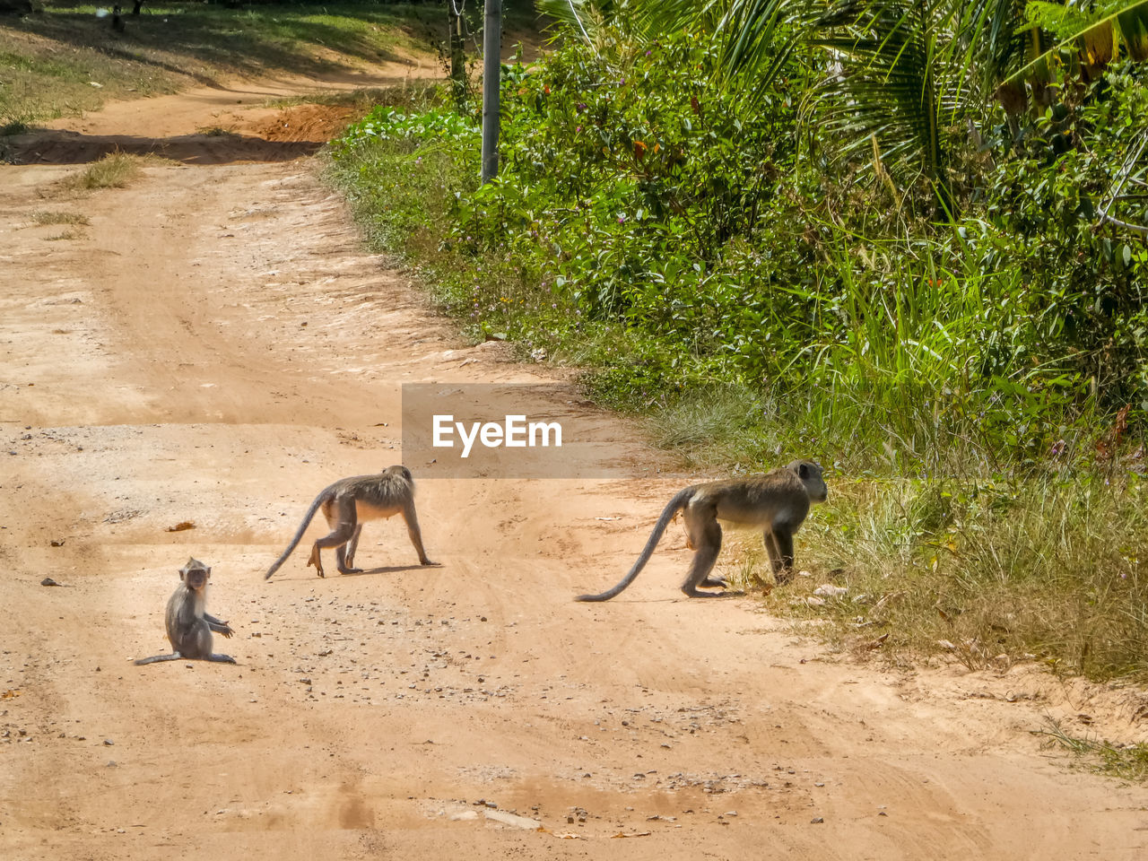 animal, animal themes, animal wildlife, mammal, group of animals, wildlife, nature, monkey, safari, no people, land, plant, tree, two animals, kangaroo, day, savanna, old world monkey, outdoors, primate, environment, young animal, dirt, motion, full length, dirt road, sand