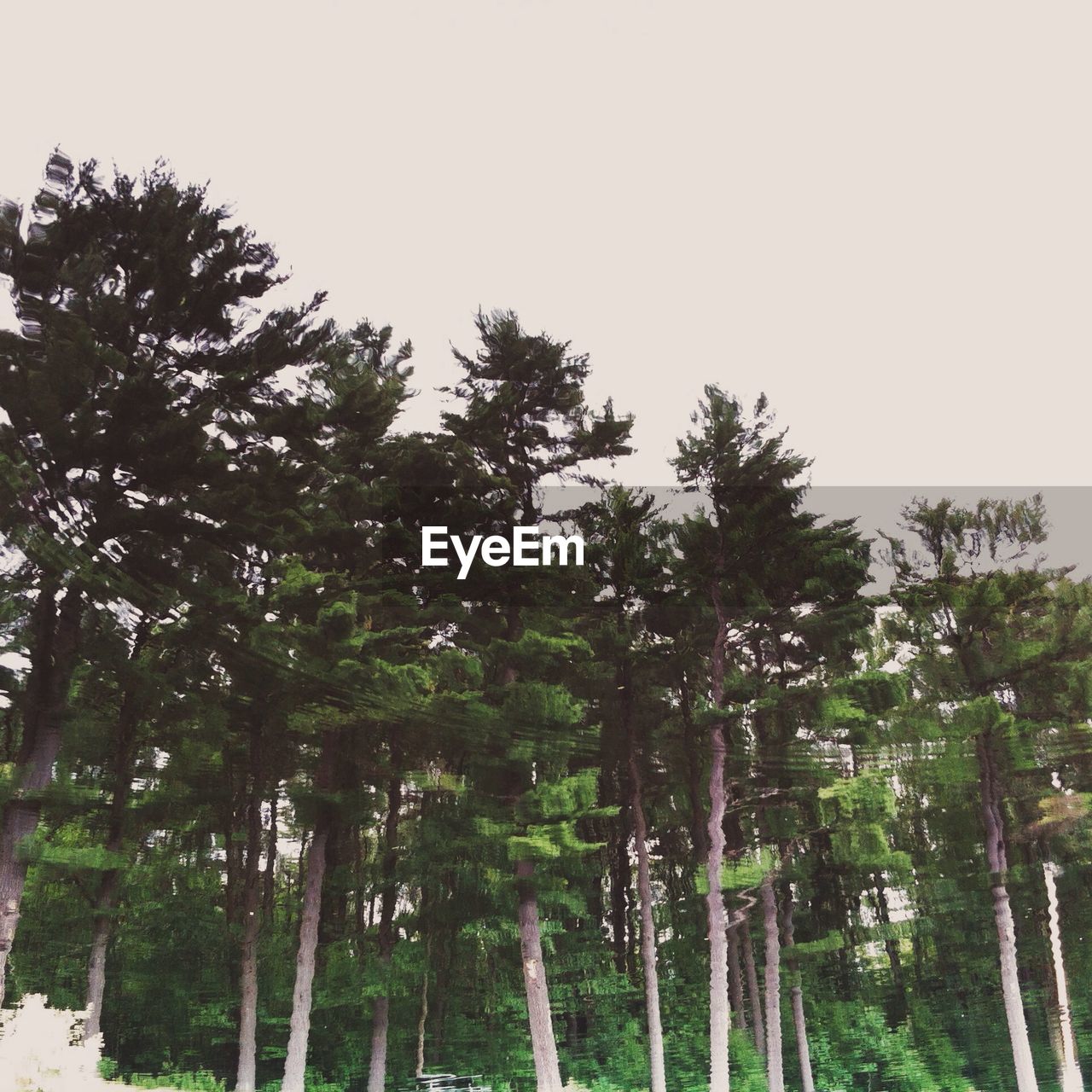 Trees in forest against clear sky