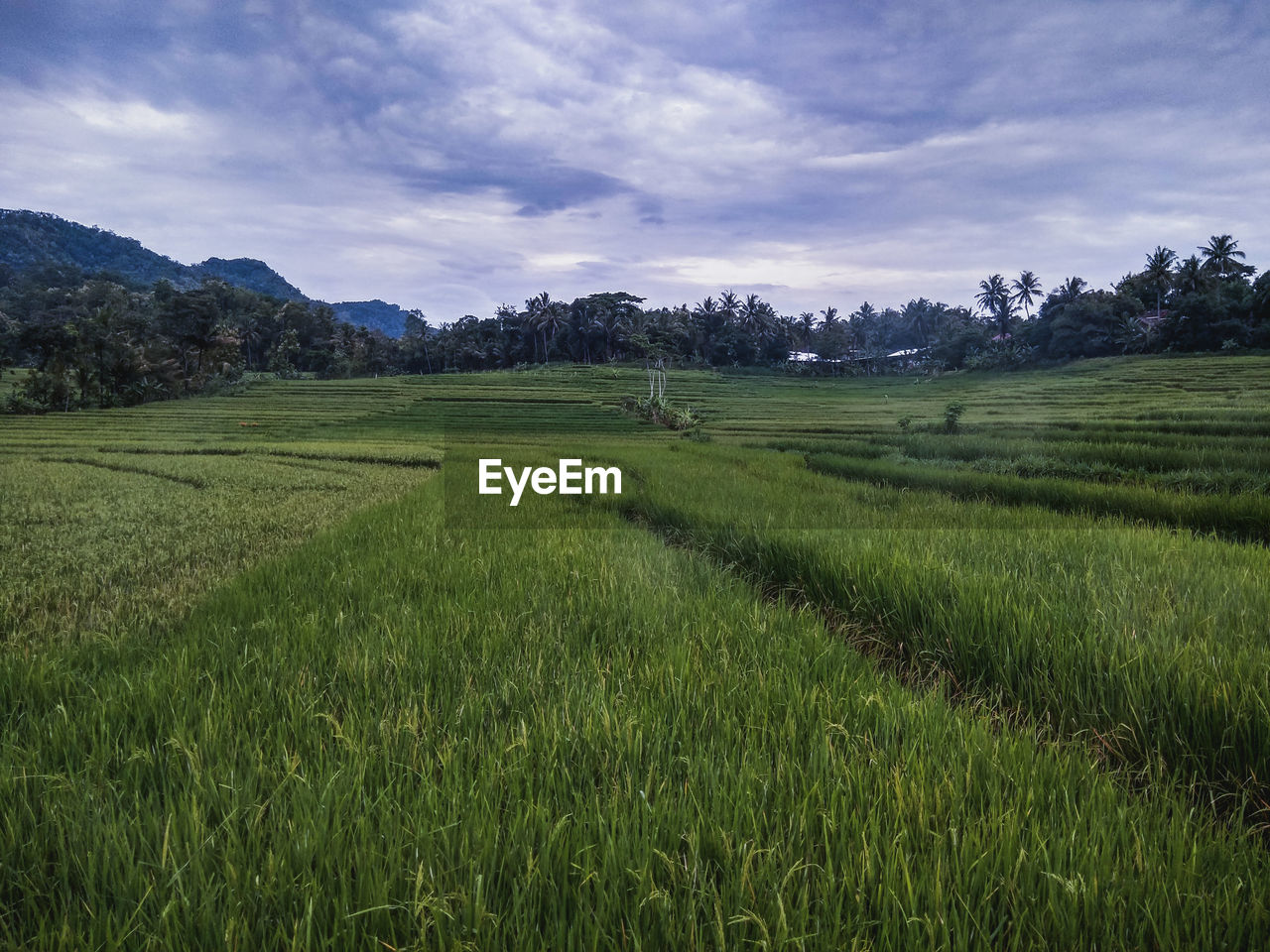 SCENIC VIEW OF GRASSY FIELD AGAINST SKY