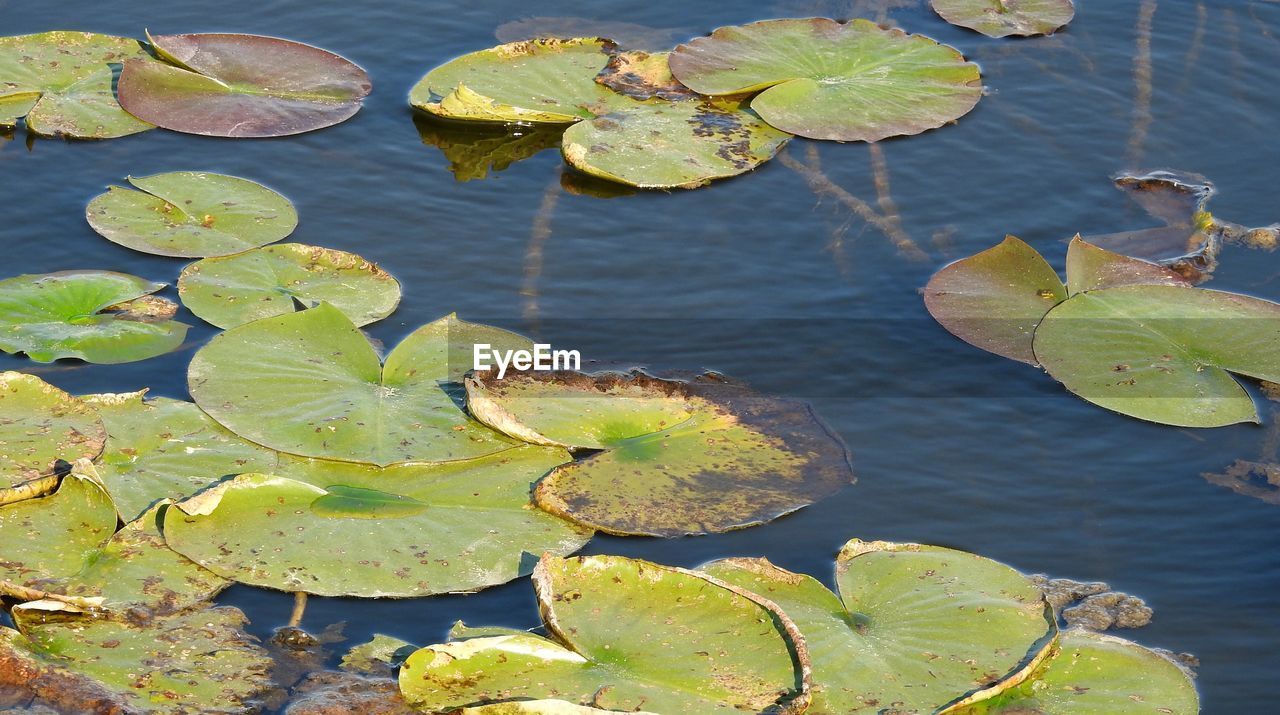 High angle view of lotus water lily in lake