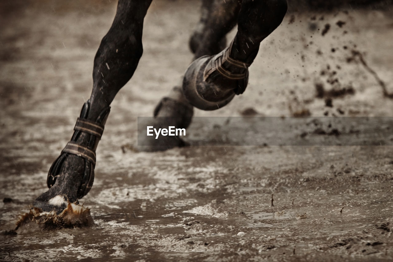 Cropped image of horse running on wet field during rainy season