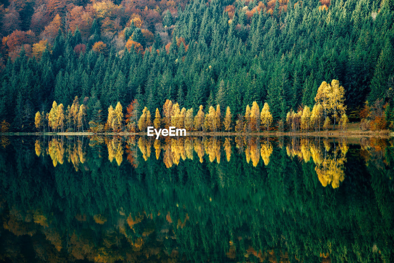 Scenic view of forest during autumn