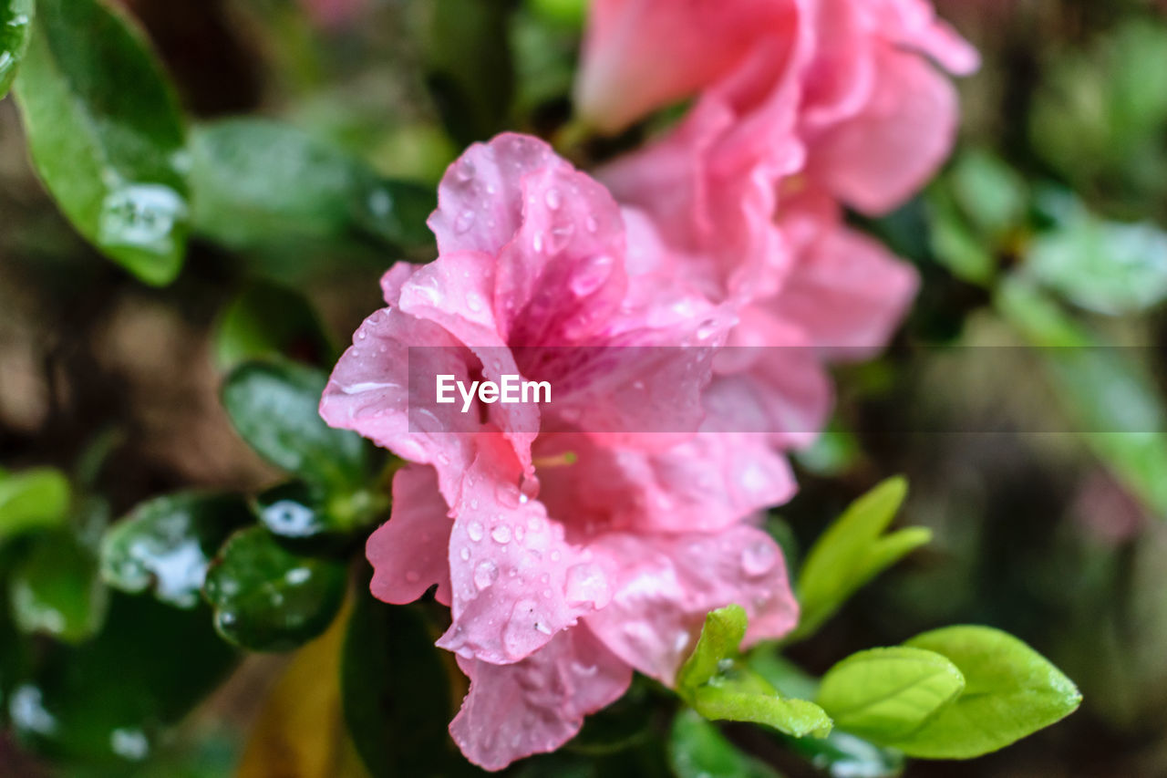 CLOSE-UP OF PINK FLOWERS BLOOMING OUTDOORS