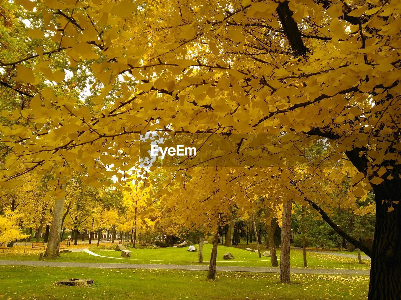 CLOSE-UP OF YELLOW AUTUMN TREES