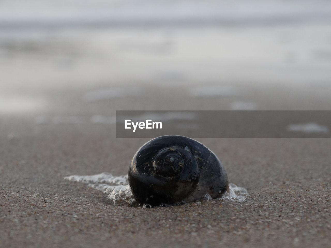Close-up of seashell on shore