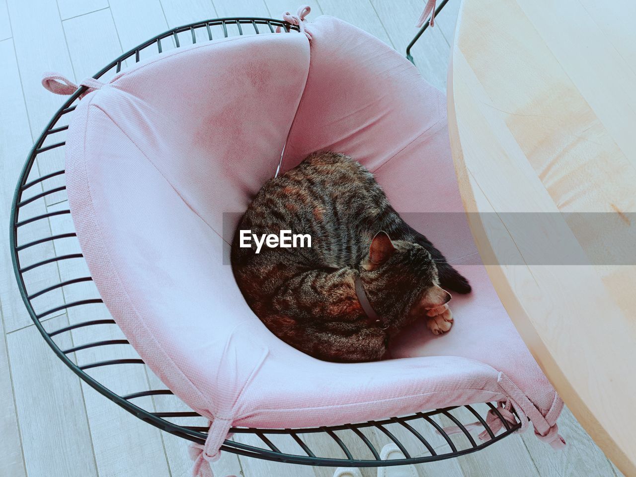 HIGH ANGLE VIEW OF A CAT SLEEPING ON SEAT