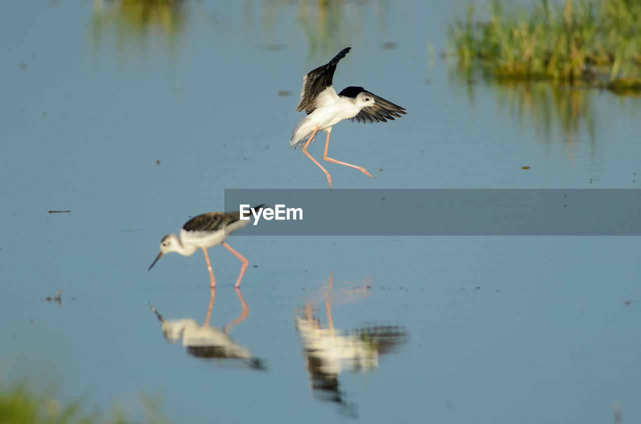 Black-winged stilt - himantopus himantopus in neusiedler see national park