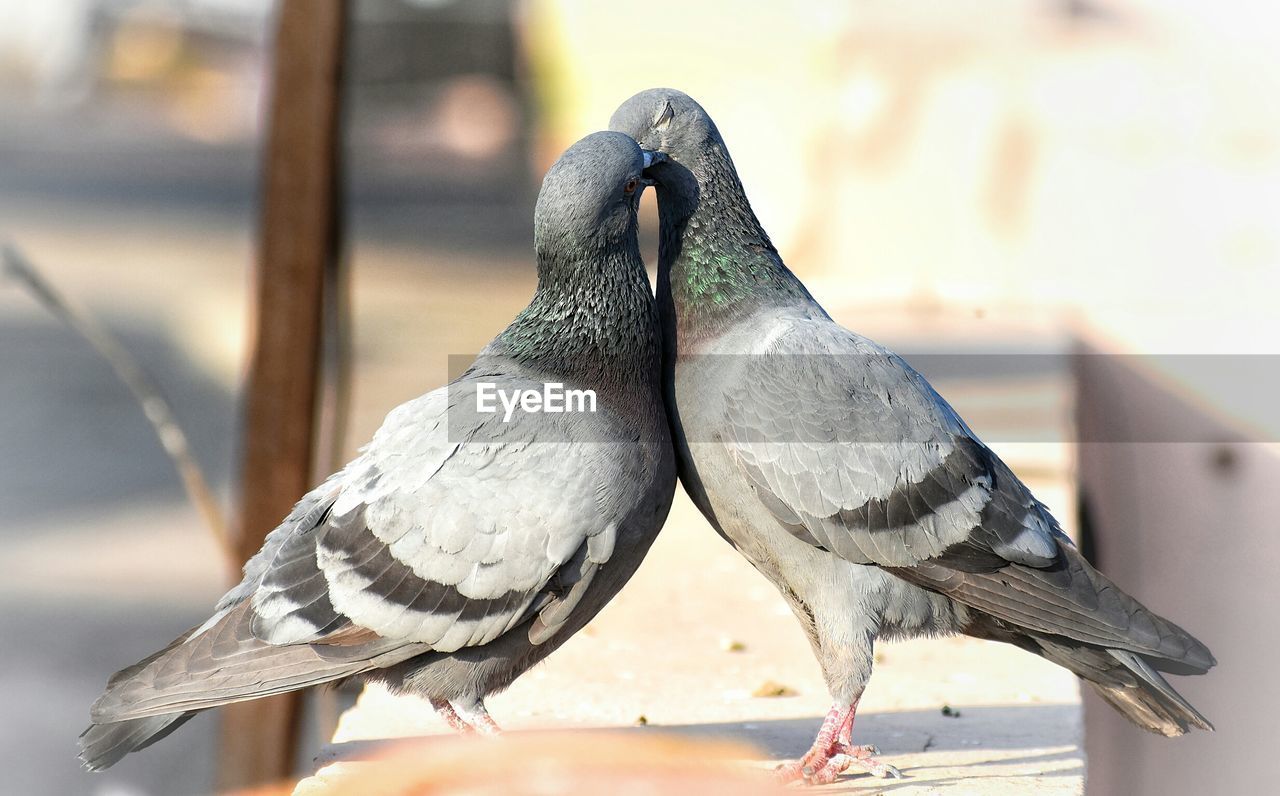 CLOSE-UP OF BIRD PERCHING ON WOOD