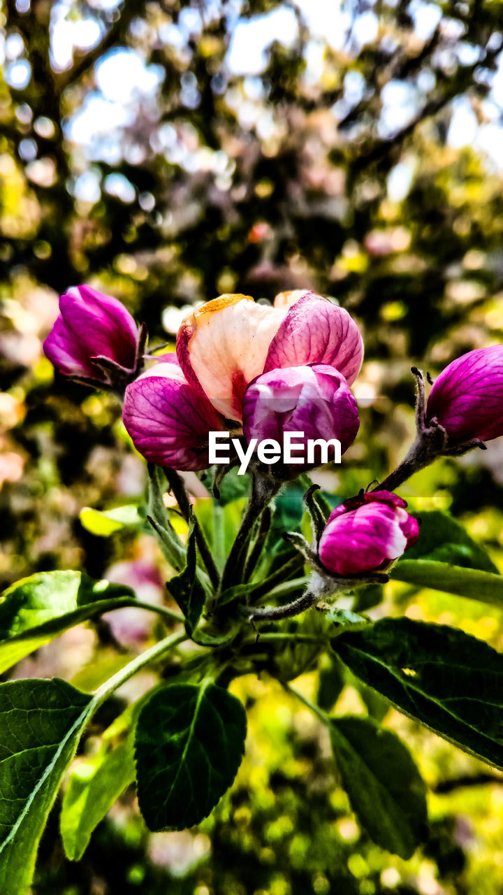 CLOSE-UP OF PURPLE ORCHIDS BLOOMING OUTDOORS