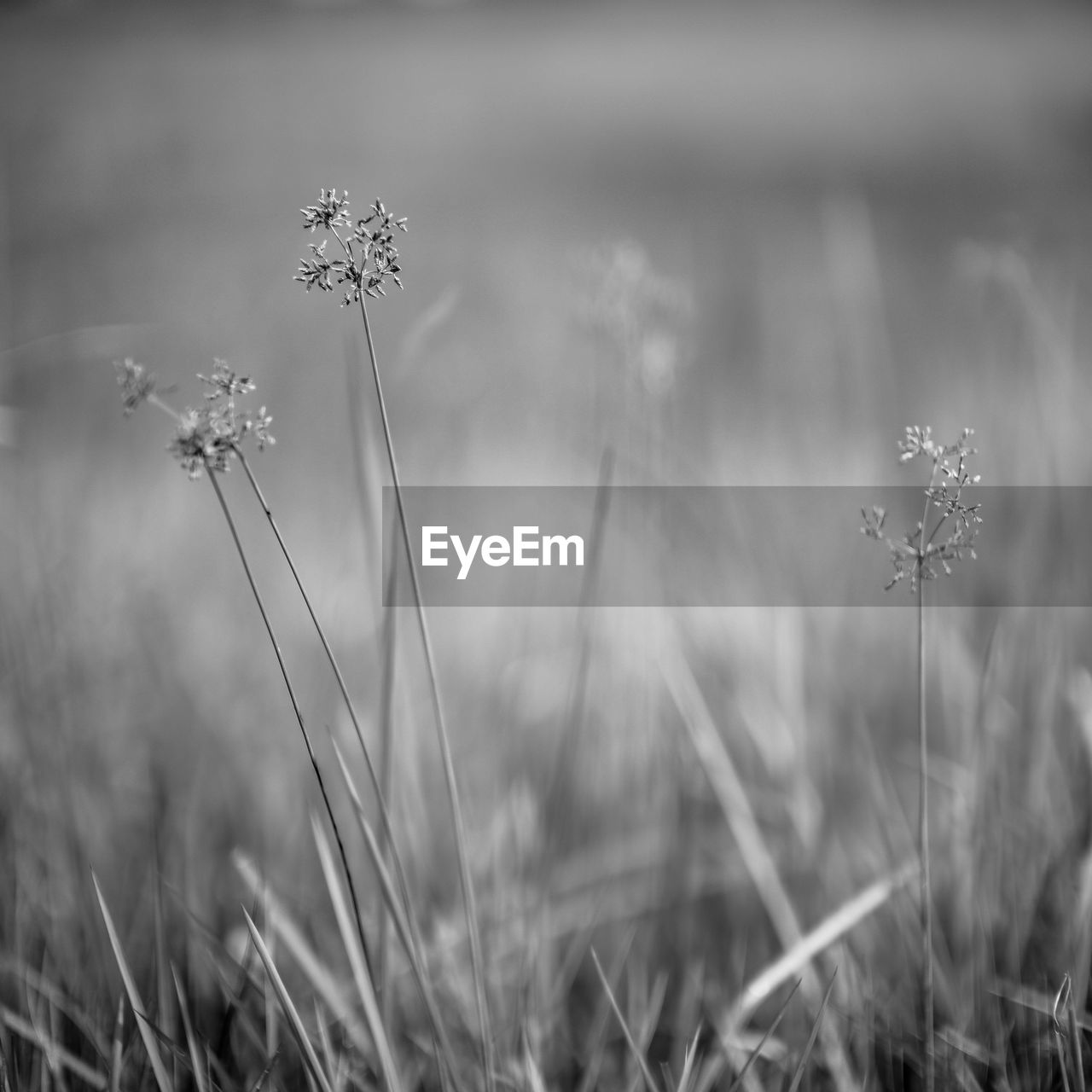 Close-up of flowering plant on field