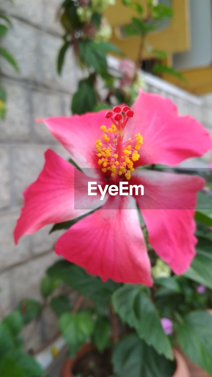 CLOSE-UP OF RED FLOWER