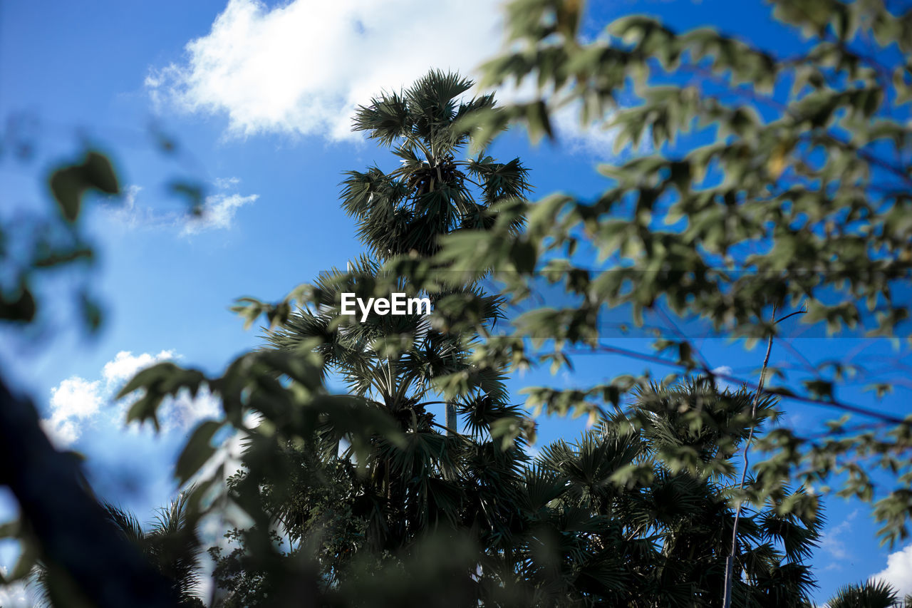 Low angle view of tree against sky