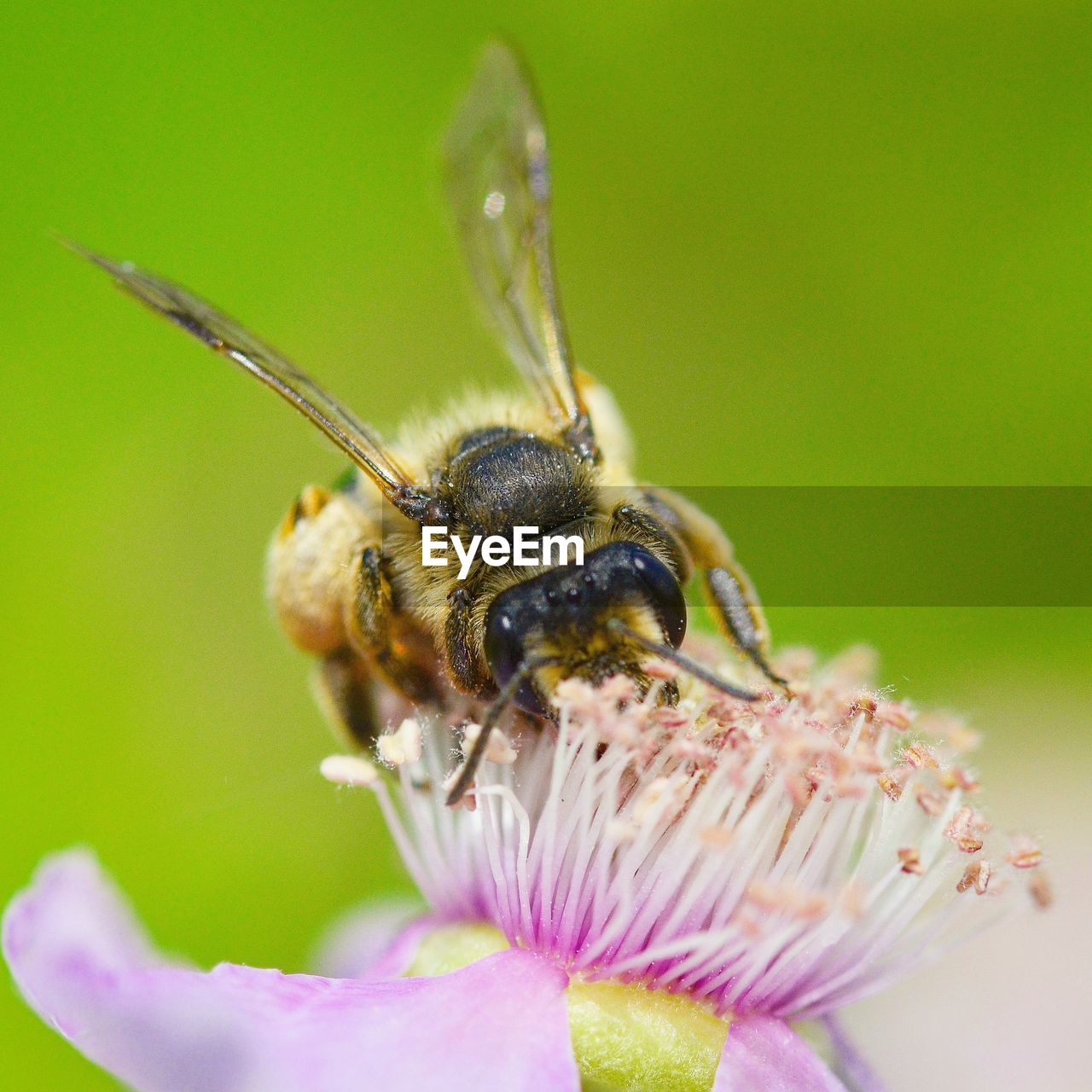 CLOSE-UP OF HONEY BEE POLLINATING FLOWER