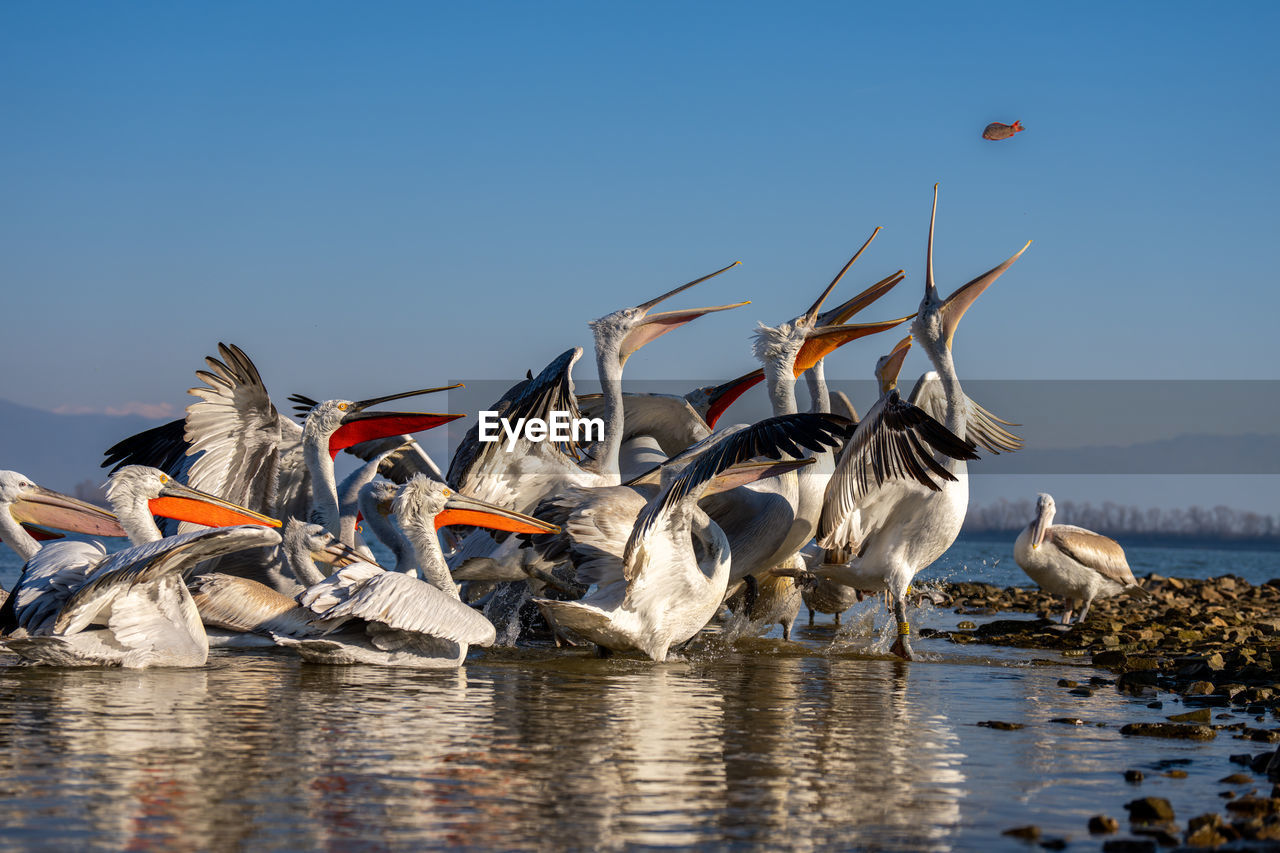 birds in lake against clear sky