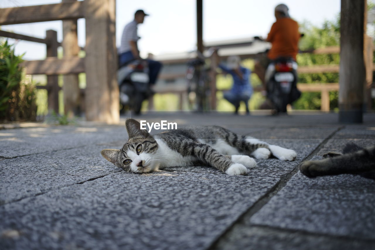 CAT LYING DOWN ON STREET