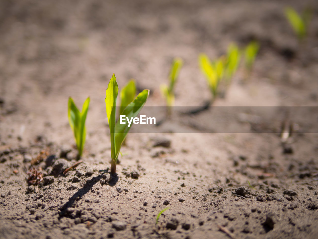 Close-up of small plant growing on field