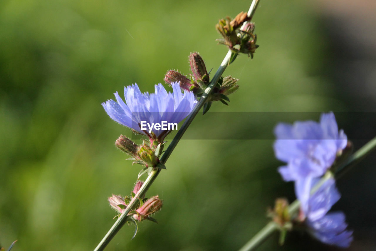 CLOSE-UP OF BEE POLLINATING ON PURPLE FLOWER