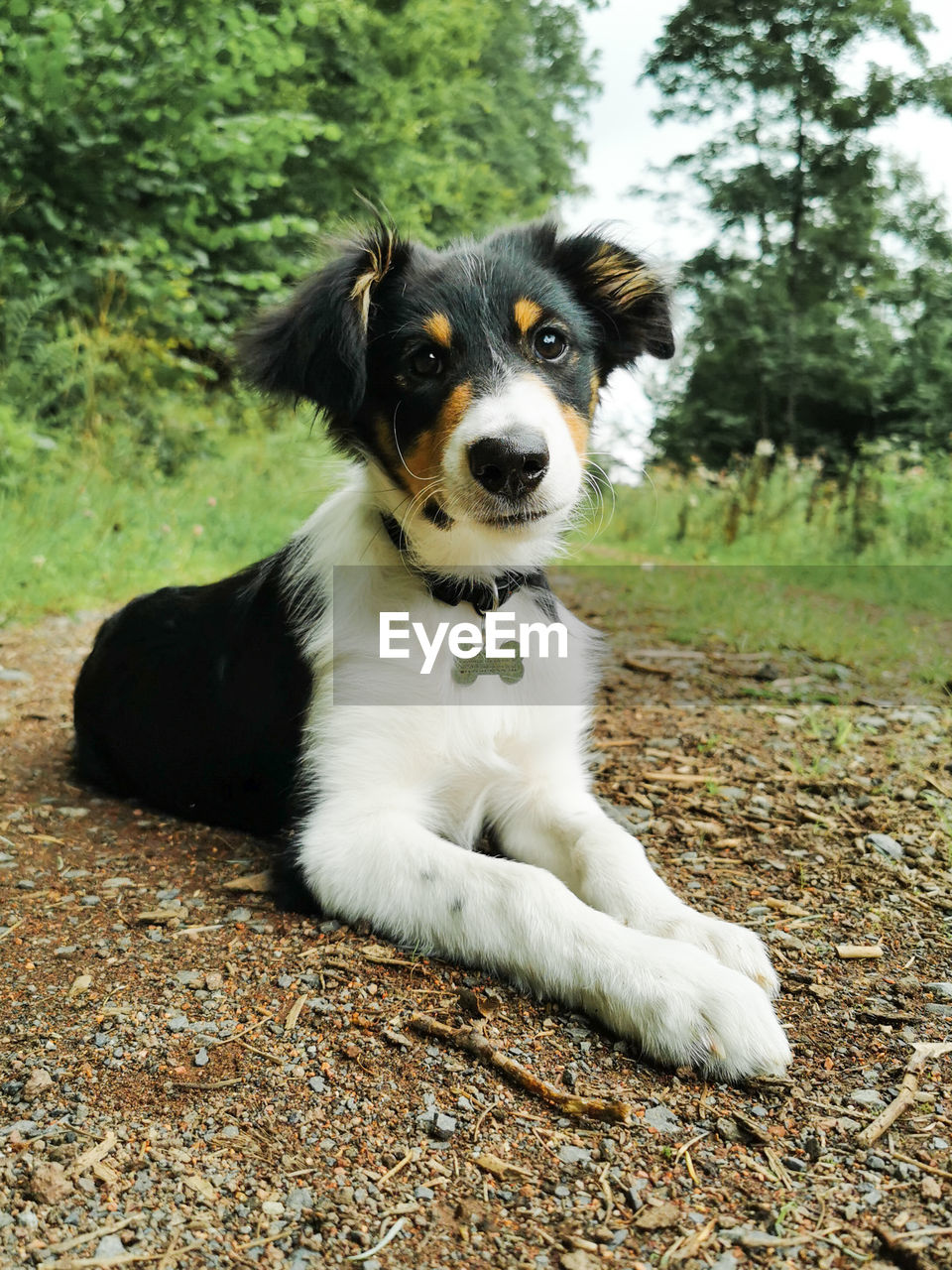 Portrait of dog sitting on field