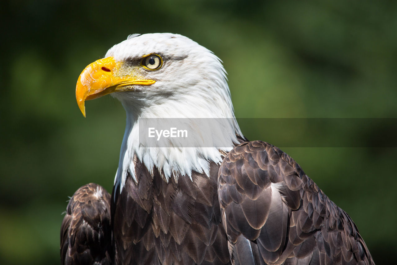 CLOSE-UP OF EAGLE AGAINST SKY