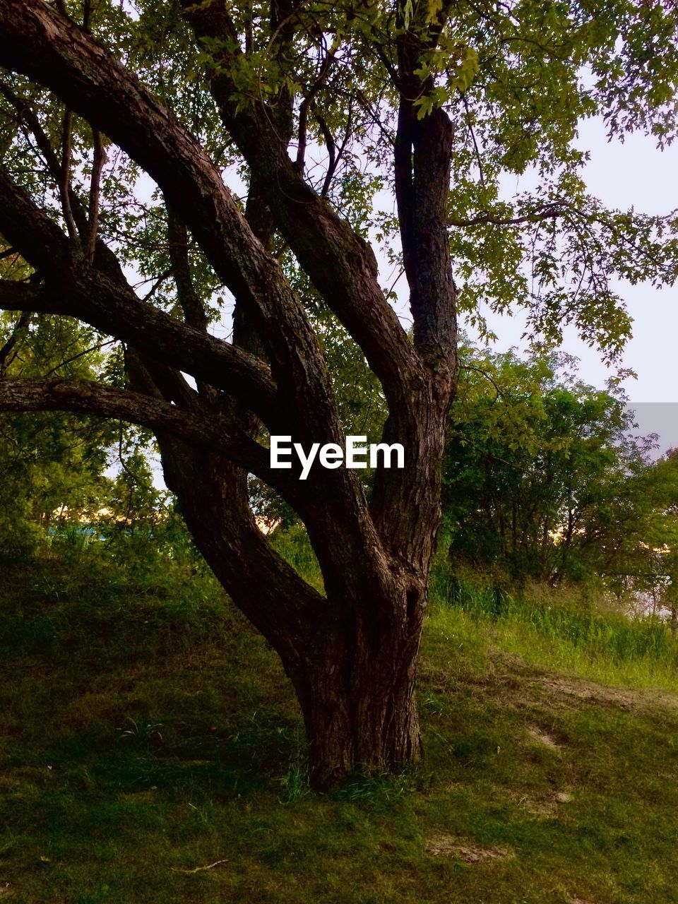 VIEW OF TREE TRUNKS IN FIELD