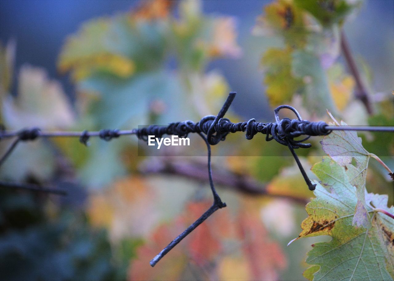 CLOSE-UP VIEW OF BARBED WIRE