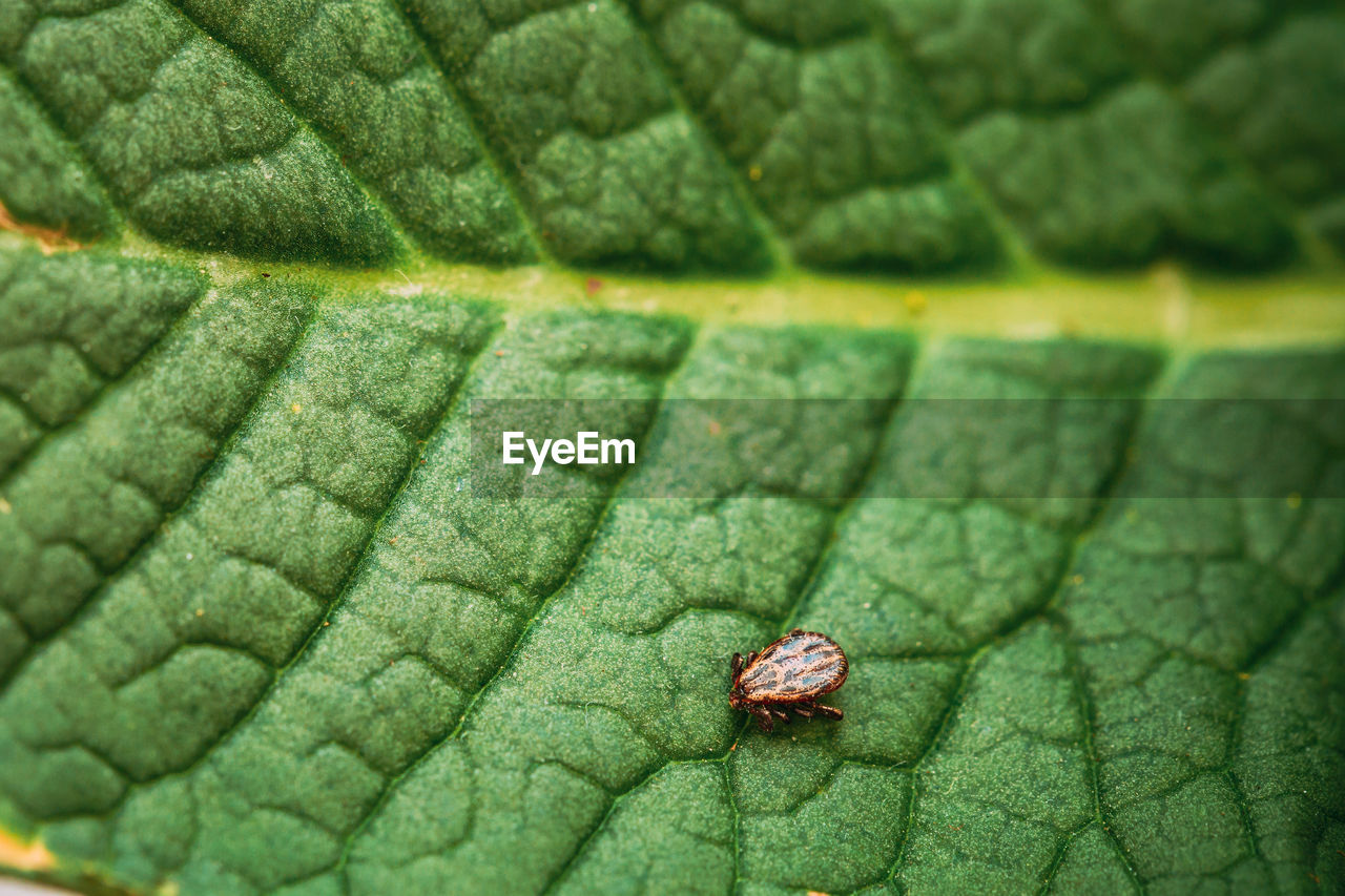 full frame shot of leaves