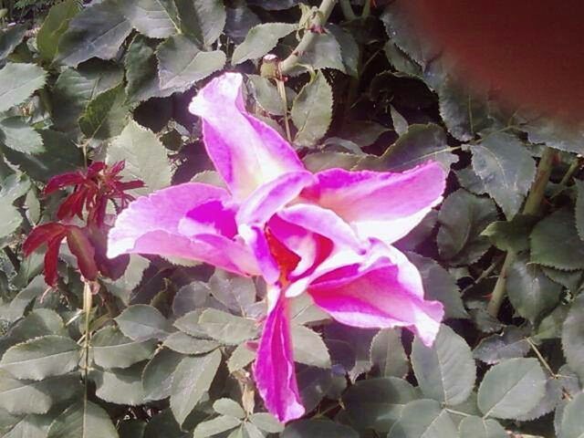 CLOSE-UP OF PINK FLOWER