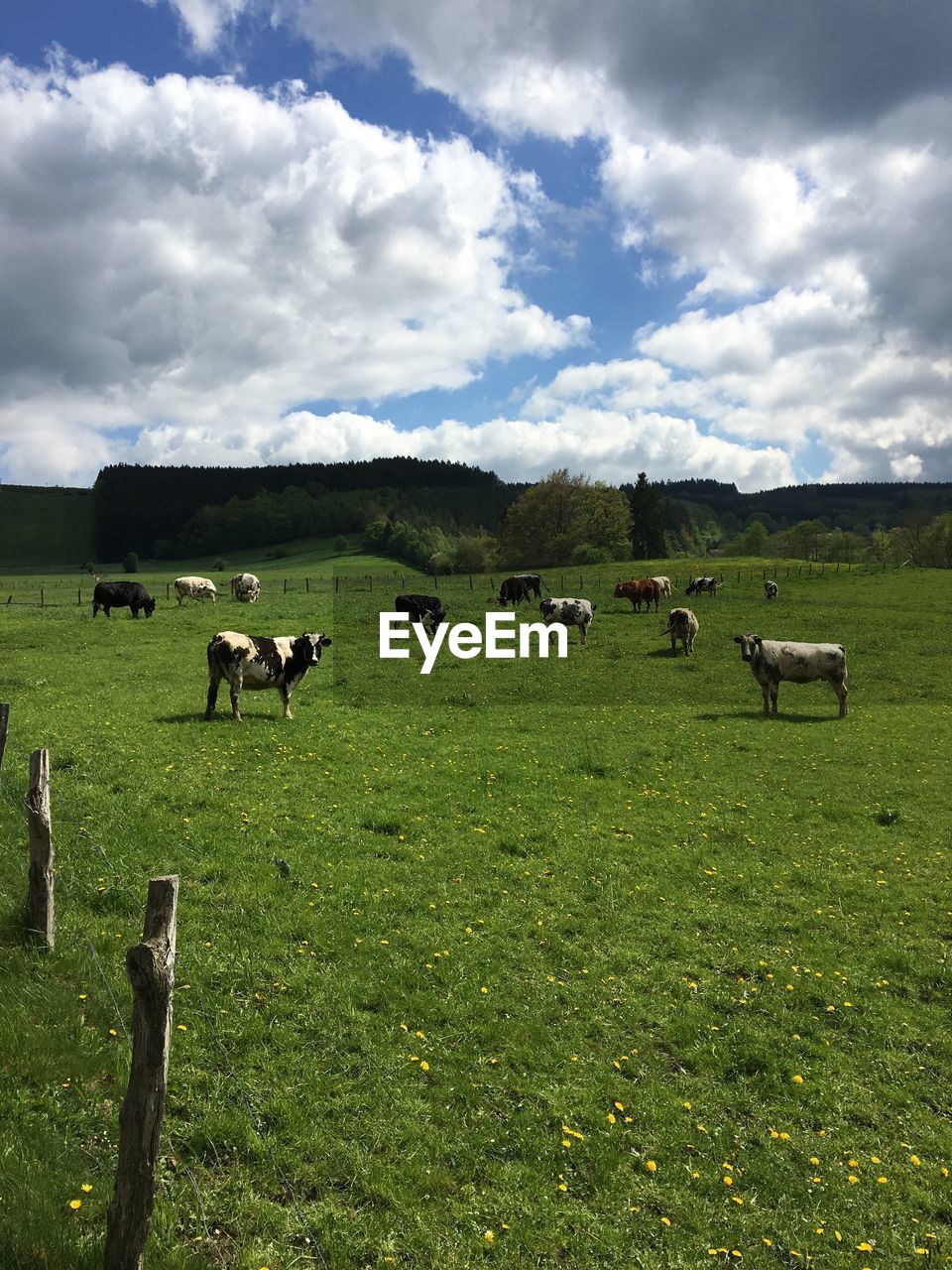 HORSES GRAZING IN FIELD