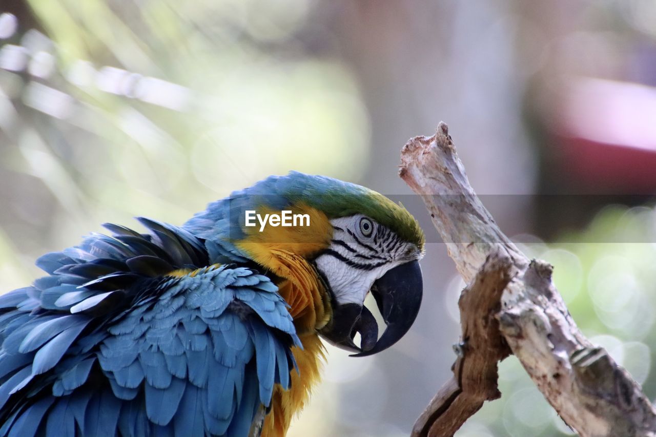 animal, animal themes, bird, pet, animal wildlife, beak, wildlife, parrot, close-up, one animal, nature, tree, multi colored, animal body part, beauty in nature, branch, outdoors, blue, wing, perching, no people, feather, focus on foreground