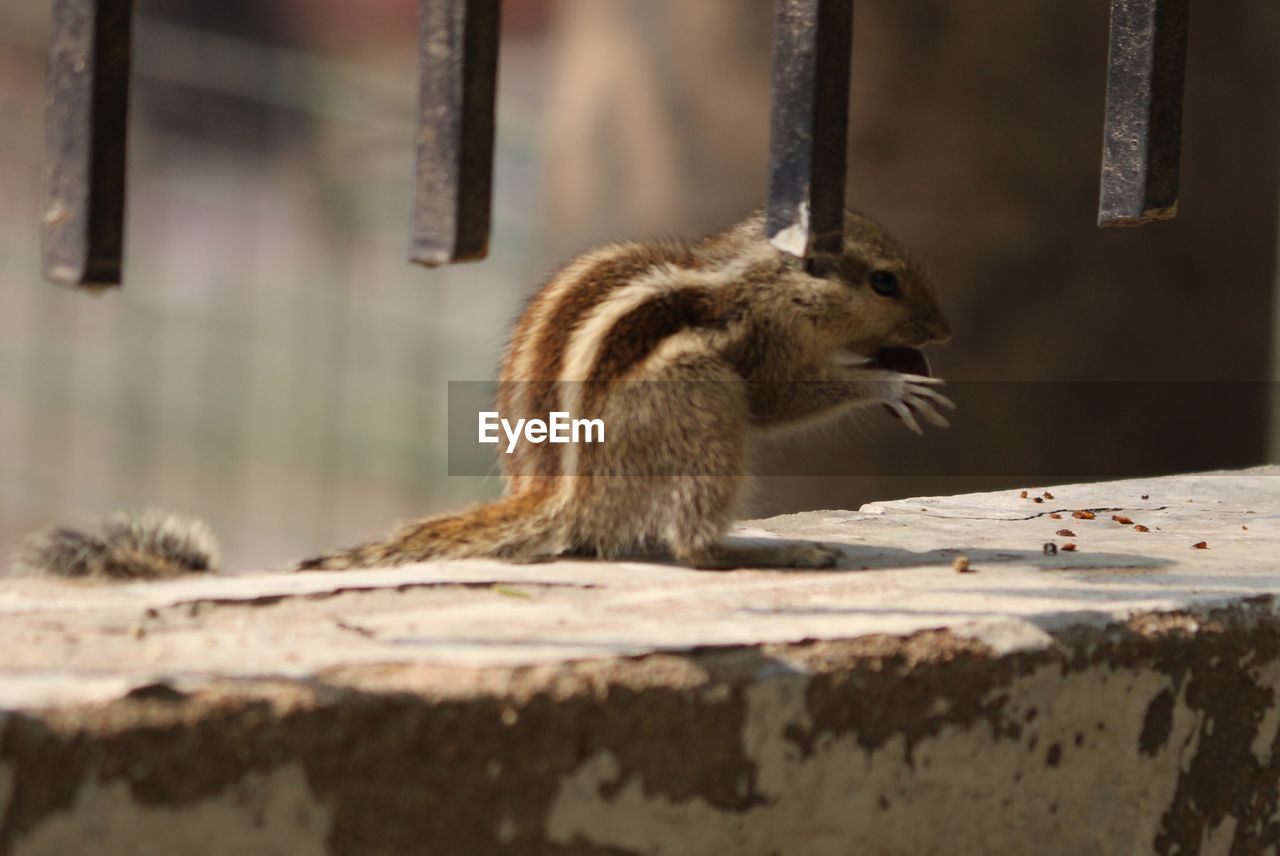 Close-up of squirrel on wall