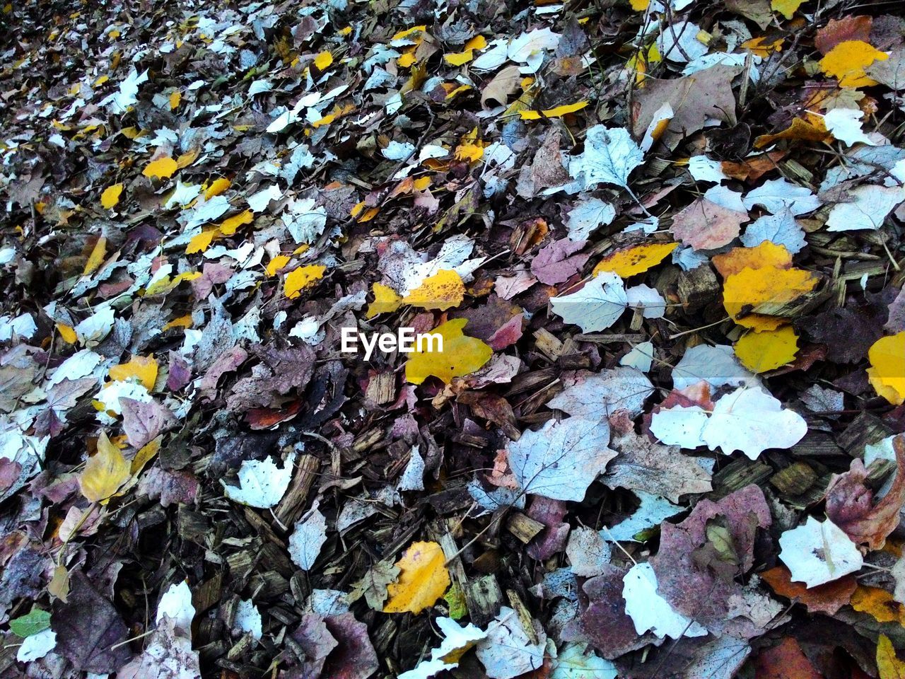 CLOSE-UP OF AUTUMN LEAF