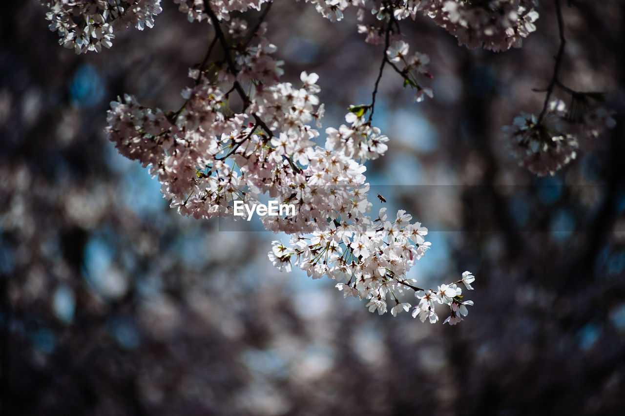 Close-up of cherry blossom tree