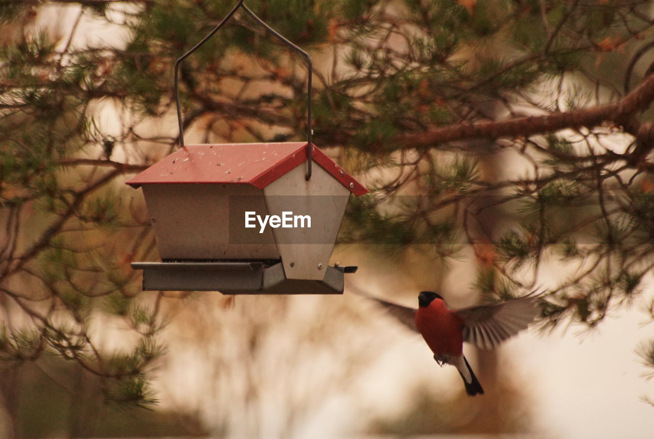 bird, animal themes, animal, animal wildlife, wildlife, tree, flying, nature, branch, no people, one animal, birdhouse, plant, outdoors, day, focus on foreground