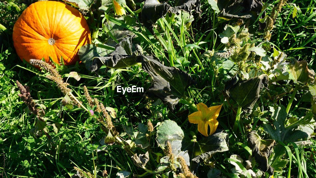 CLOSE-UP OF ORANGE FLOWERING PLANTS ON LAND