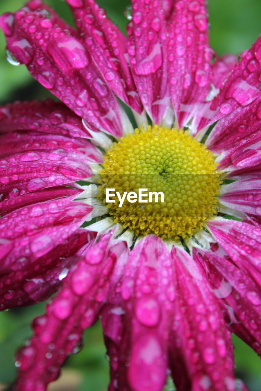 Close-up of flower blooming outdoors
