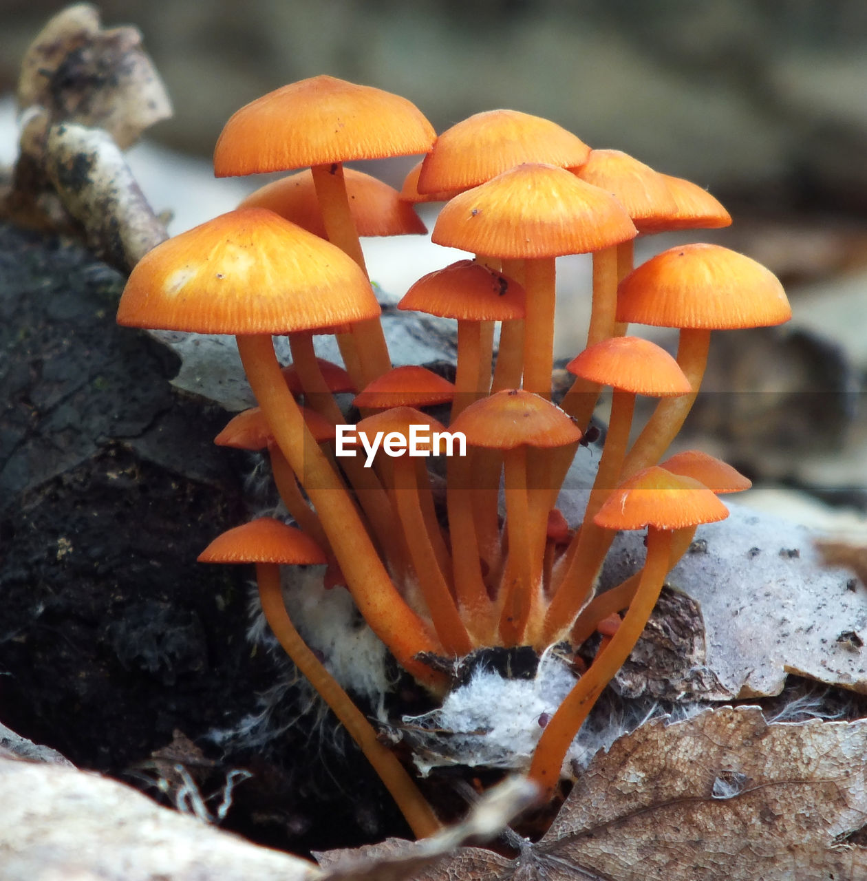 High angle view of mushrooms growing on wood