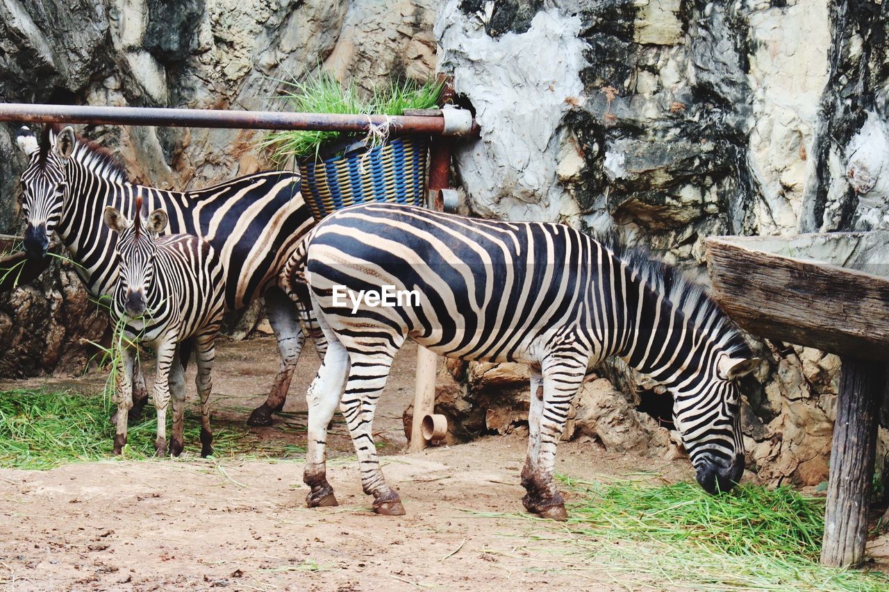 ZEBRAS STANDING IN A ZOO