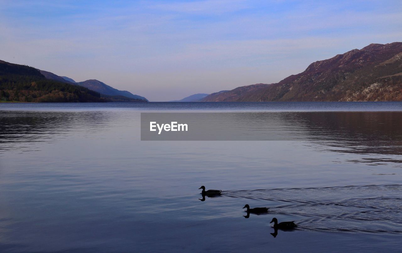 Ducks swimming in lake against sky