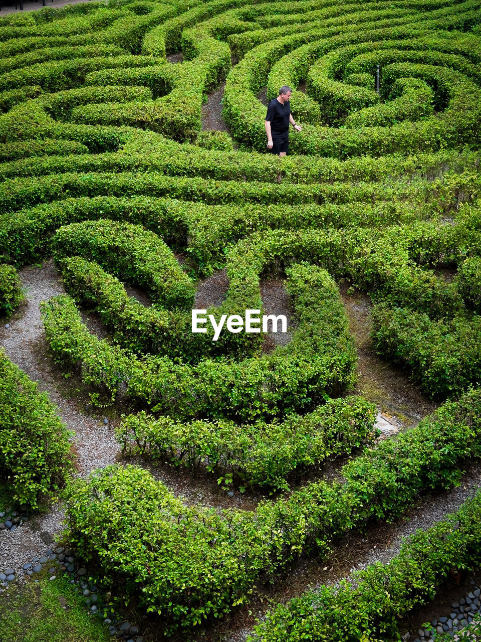 maze, labyrinth, green, growth, field, plant, soil, nature, garden, adult, plantation, pattern, high angle view, beauty in nature, agriculture, outdoors, land, crop, tea crop, hedge, one person, landscape, shrub, men, environment, day, scenics - nature, flower, formal garden, rural scene, occupation