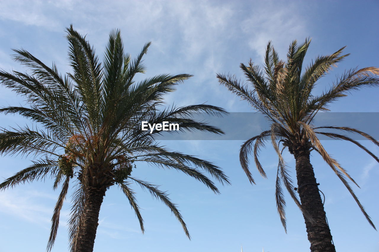 LOW ANGLE VIEW OF PALM TREE