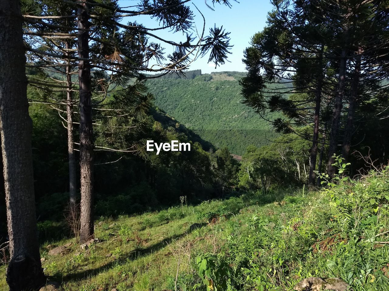 SCENIC VIEW OF TREES IN FOREST