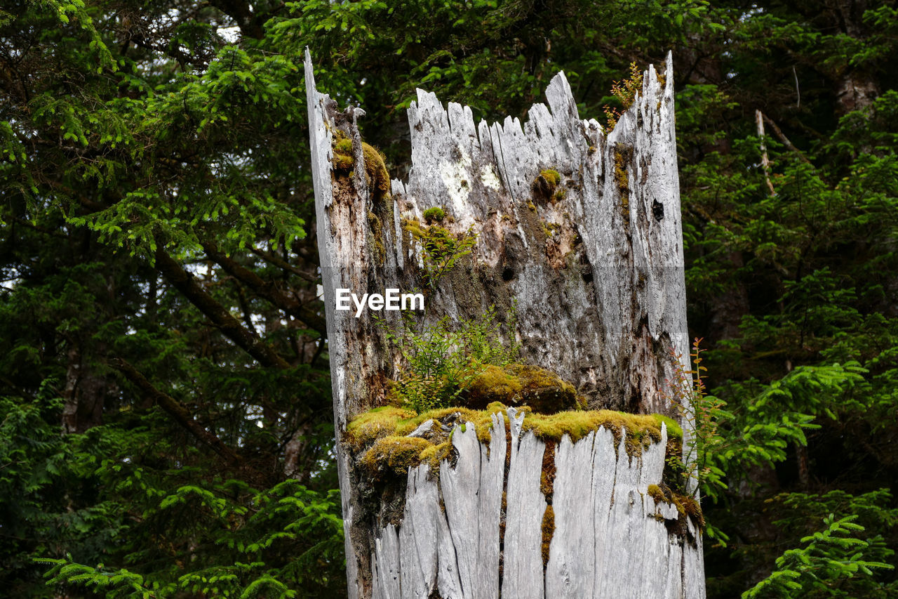 CLOSE-UP OF PLANTS GROWING IN FOREST