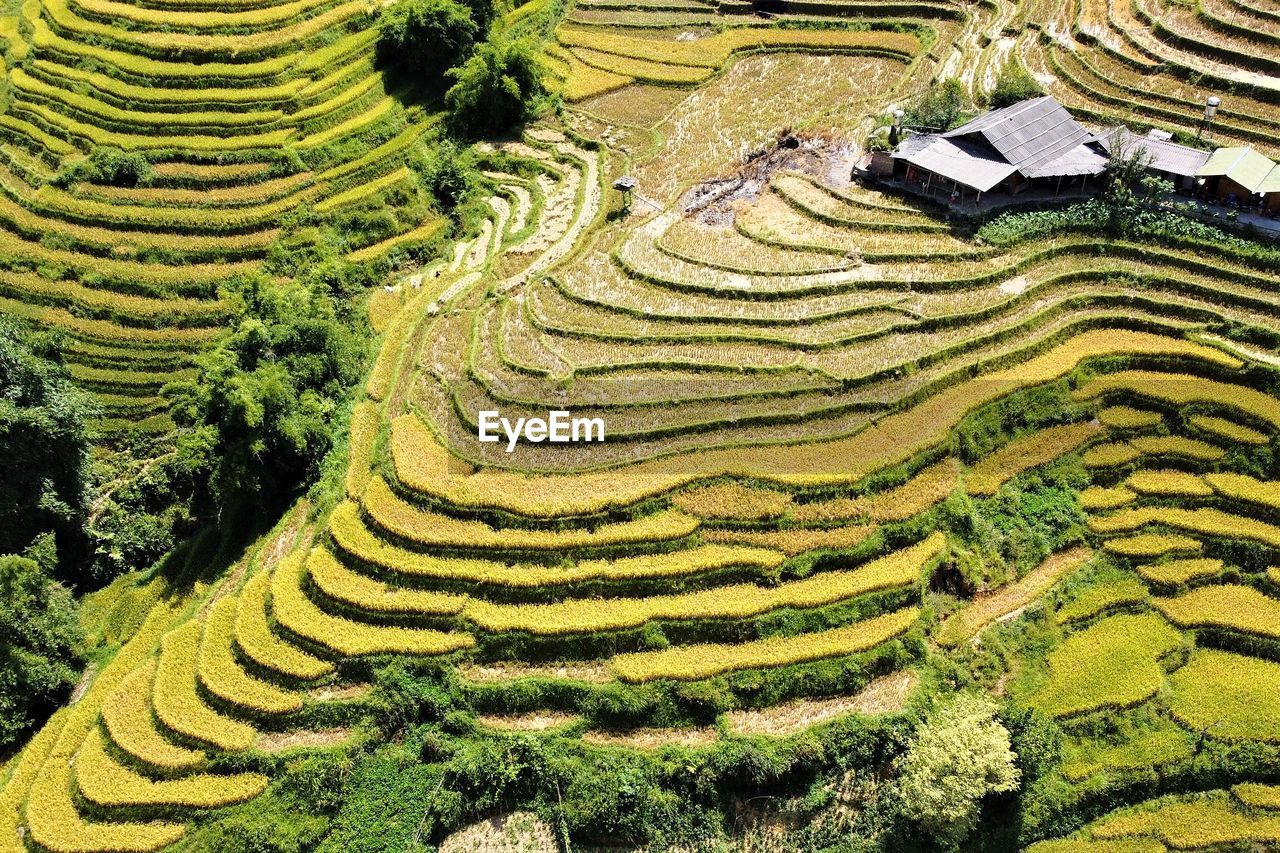 Full frame aerial shot over rice fields