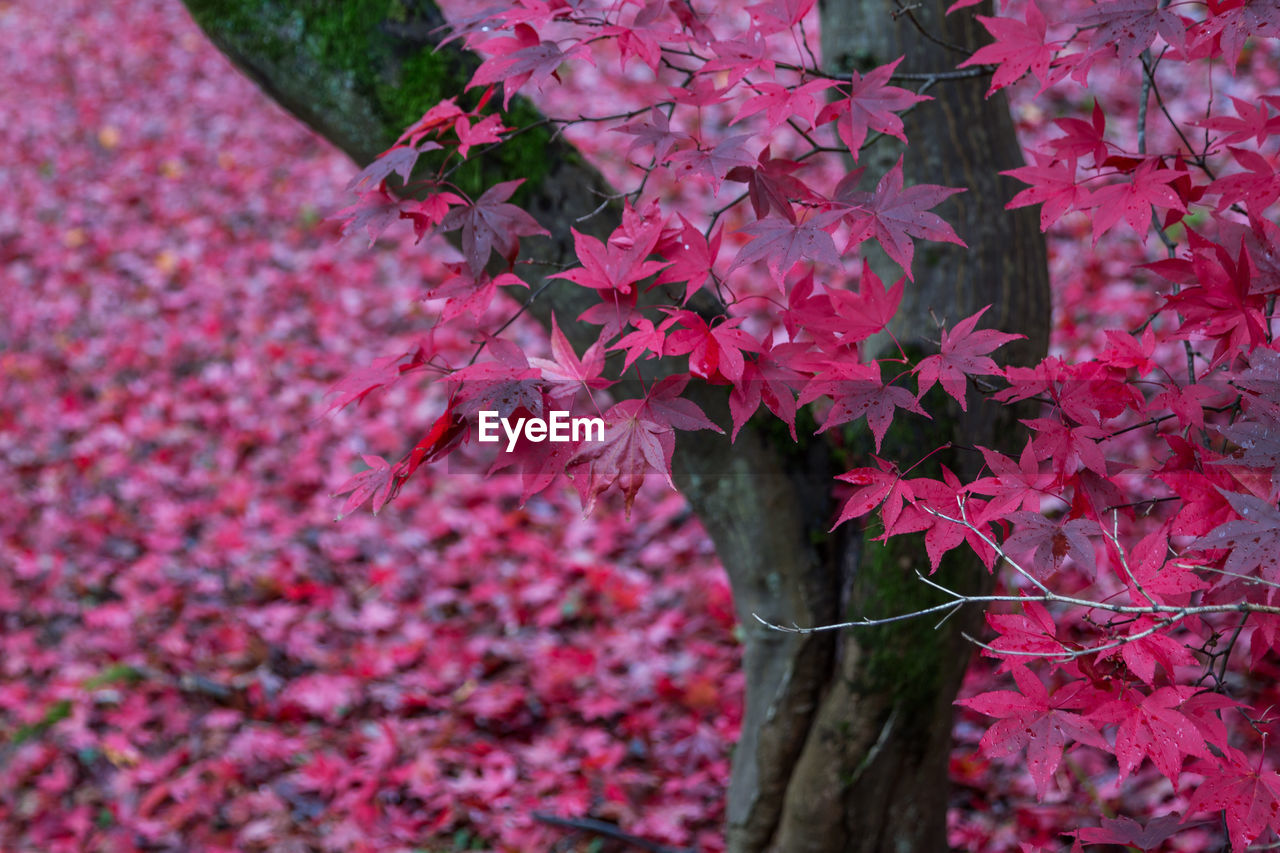 Tree during autumn at winkworth arboretum