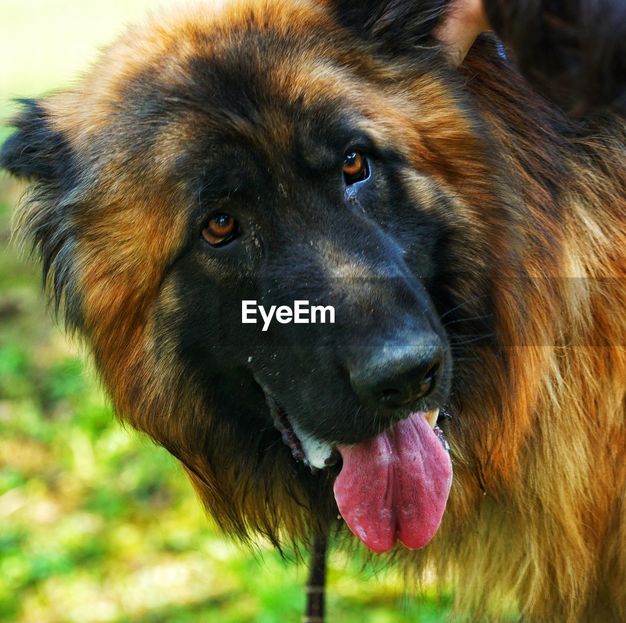 Close-up of dog sticking out tongue