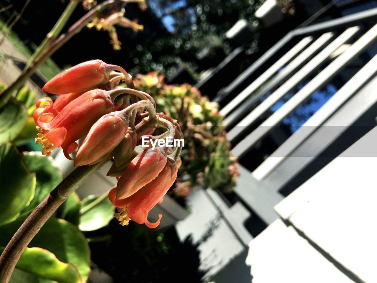 Close-up of flower blooming outdoors