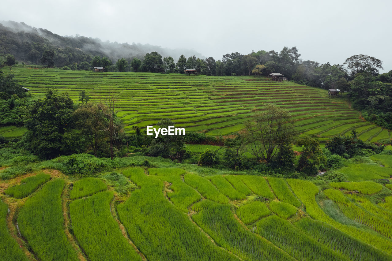 scenic view of agricultural field