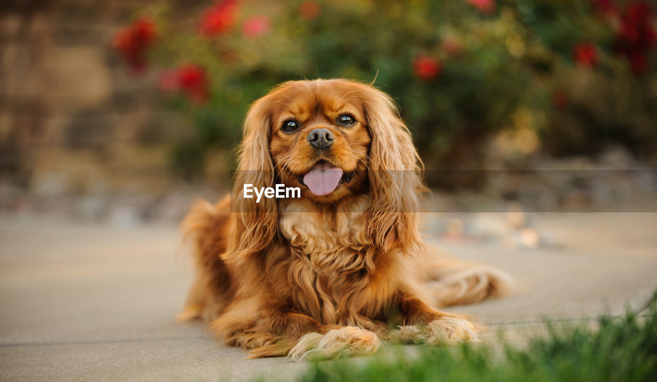 Portrait of cavalier king charles spaniel sticking out tongue