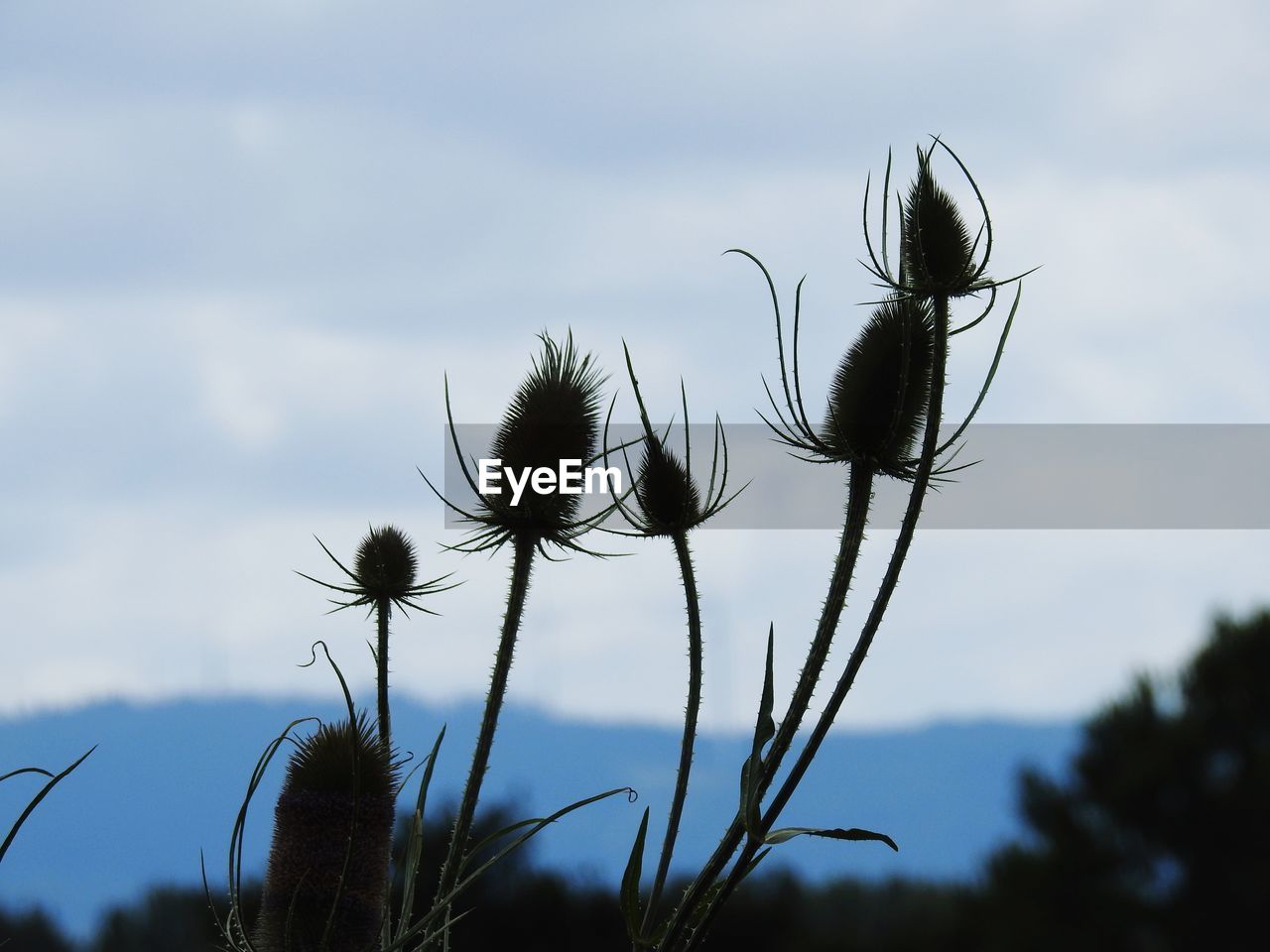 Close-up of thistle growing against sky