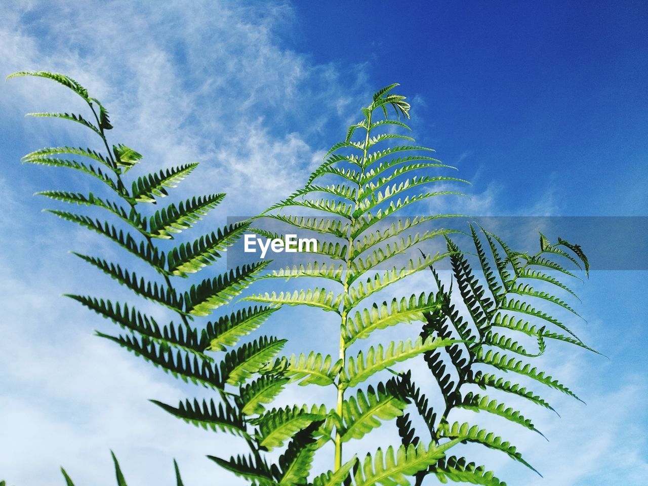 Low angle view of palm tree against blue sky